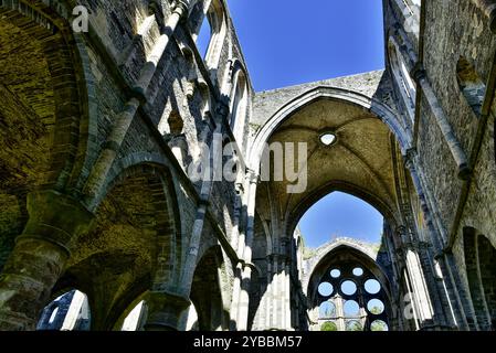 Reste der Kirche in der verlassenen Villers Abbey, gegründet 1146. Villers-la-Ville, Belgien. Stockfoto