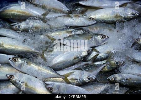 Frischer Salzwasserfisch (indische Makrele/Rastrelliger Kanagurta) zum Verkauf auf dem Central Market (Phsar Thmei) in Phnom Penh, Kambodscha. Stockfoto