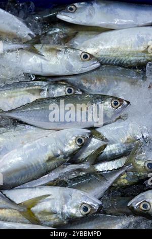 Frischer Salzwasserfisch (indische Makrele/Rastrelliger Kanagurta) zum Verkauf auf dem Central Market (Phsar Thmei) in Phnom Penh, Kambodscha. Stockfoto