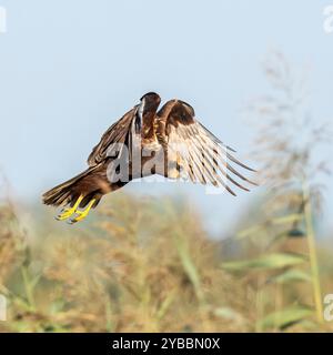 Western Marsh Harrier, Circus Aeruginosus, Female, Nordostitalien Stockfoto