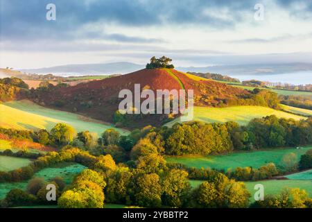 Symondsbury, Dorset, Großbritannien. Oktober 2024. Wetter in Großbritannien. Die Bracken und Bäume sind in ihren vollen Herbstfarben am Colmers Hill in Symondsbury nahe Bridport in Dorset kurz nach Sonnenaufgang an einem kalten, nebeligen sonnigen Morgen. Bildnachweis: Graham Hunt/Alamy Live News Stockfoto