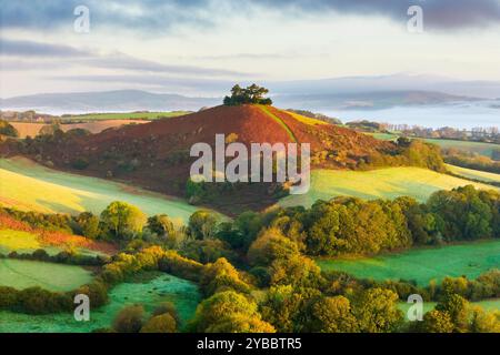 Symondsbury, Dorset, Großbritannien. Oktober 2024. Wetter in Großbritannien. Die Bracken und Bäume sind in ihren vollen Herbstfarben am Colmers Hill in Symondsbury nahe Bridport in Dorset kurz nach Sonnenaufgang an einem kalten, nebeligen sonnigen Morgen. Bildnachweis: Graham Hunt/Alamy Live News Stockfoto