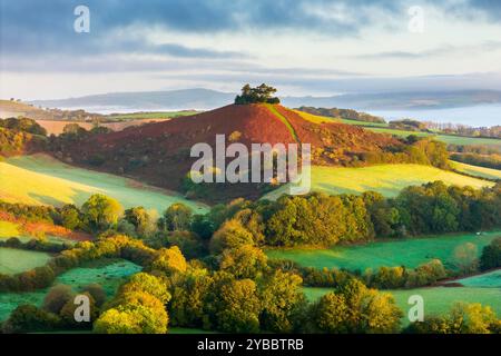 Symondsbury, Dorset, Großbritannien. Oktober 2024. Wetter in Großbritannien. Die Bracken und Bäume sind in ihren vollen Herbstfarben am Colmers Hill in Symondsbury nahe Bridport in Dorset kurz nach Sonnenaufgang an einem kalten, nebeligen sonnigen Morgen. Bildnachweis: Graham Hunt/Alamy Live News Stockfoto