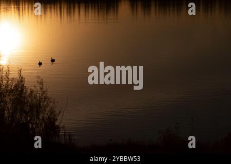 Ein Paar Gänse auf dem Teich bei Sonnenuntergang im Herbst Stockfoto