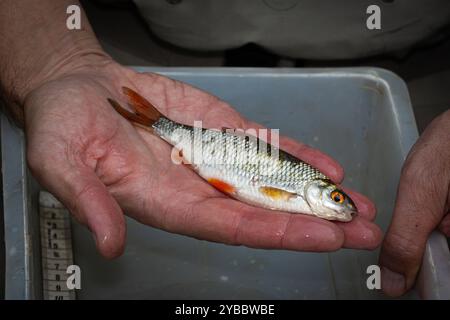 LK Osnabrück, Deutschland 30. August 2024: Im Bild: Eine Person, Angler, hält einen Fisch, Rotauge in der Hand. In einem Behälter liegt ein Maßband um die Größe des Fisches zu bestimmen. Angeln oder auch Sportfischen ist die Ausübung der Fischerei mit einer oder mehreren Handangeln Niedersachsen *** LK Osnabrück, Deutschland 30 August 2024 im Bild hält Eine Person, Angler, einen Fisch, Plötze in der Hand in einem Behälter liegt ein Maßband zur Bestimmung der Größe des Fisches Angeln oder Sportfischen ist die Praxis des Fischens mit einer oder mehreren Handfischern Niedersachsen Urheberrecht: XFotostandx/XGE Stockfoto