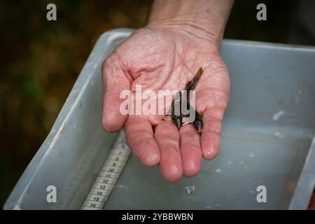 LK Osnabrück, Deutschland 30. August 2024: Im Bild: Eine Person, Angler, hält einen Fisch, hier drei Bachschmerle in der Hand. In einem Behälter liegt ein Maßband um die Größe des Fisches zu bestimmen. Angeln oder auch Sportfischen ist die Ausübung der Fischerei mit einer oder mehreren Handangeln Niedersachsen *** LK Osnabrück, Deutschland 30. August 2024 im Bild hält Eine Person, ein Angler, einen Fisch, hier drei Plötze in der Hand in einem Behälter liegt ein Maßband zur Bestimmung der Größe des Fisches Angeln oder Sportfischen ist die Praxis des Fischfangs mit einer oder mehreren Handruten niedersächsischer Cop Stockfoto