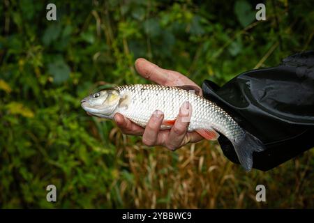 LK Osnabrück, Deutschland 30. August 2024: Im Bild: Eine Person, Angler, hält einen Fisch in der Hand, hier handelt es sich um einen Döbel. Angeln oder auch Sportfischen ist die Ausübung der Fischerei mit einer oder mehreren Handangeln Niedersachsen *** LK Osnabrück, Deutschland 30 August 2024 im Bild hält Ein Mensch, Angler, einen Fisch in der Hand, hier ist es ein Chub Angeln oder Sportfischen ist die Praxis des Fischens mit einer oder mehreren Handangeln Niedersachsen Copyright: XFotostandx/xGelhotx Stockfoto