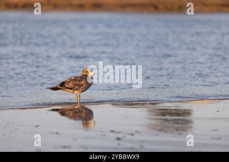 Pacific Gull Bird steht bei Sonnenaufgang in der Nähe des Wassers am Strand Stockfoto