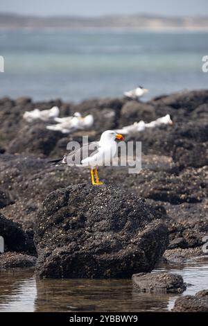 Seetang Gull steht auf einem dunklen Felsen an der zerklüfteten Küste Stockfoto