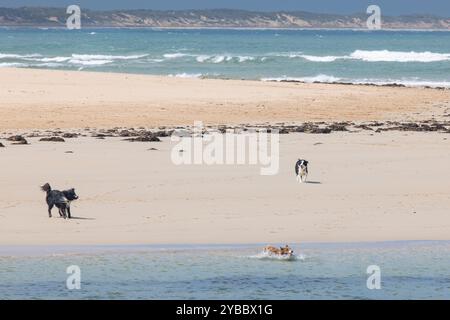Drei Hunde genießen einen Tag an einem Sandstrand, einer schwimmt Stockfoto