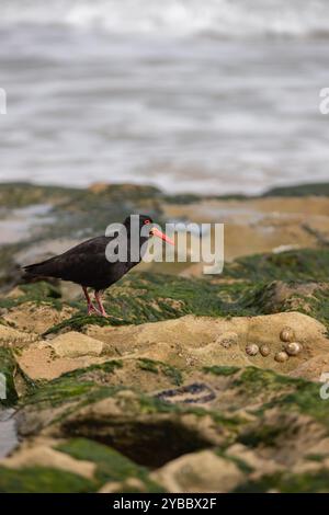 Ruß-Austernfänger, der auf Felsen am Meer sucht Stockfoto