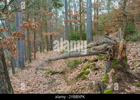 Eine friedliche Waldszene mit moosbedeckten gebrochenen, gefallenen Baumstämmen und einer Decke aus gefallenen Blättern. Stockfoto
