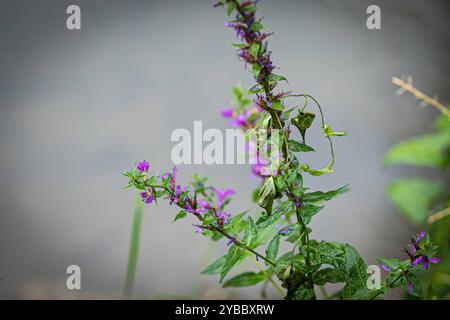 LK Osnabrück, Deutschland 30. August 2024: Im Bild: Gewöhnlicher Blutweiderich Niedersachsen *** LK Osnabrück, Deutschland 30 August 2024 im Bild gemeinsamer Blutweiderich Niedersachsen Copyright: XFotostandx/xGelhotx Stockfoto