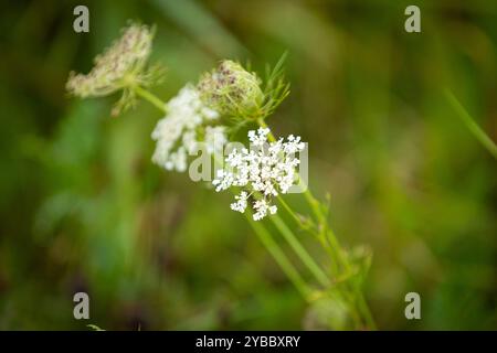 LK Osnabrück, Deutschland 30. August 2024: Im Bild: Wiesen-Bärenklau Niedersachsen *** LK Osnabrück, Deutschland 30 August 2024 im Bild Wiesen Hogweed Niedersachsen Copyright: XFotostandx/xGelhotx Stockfoto