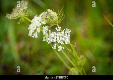 LK Osnabrück, Deutschland 30. August 2024: Im Bild: Wiesen-Bärenklau Niedersachsen *** LK Osnabrück, Deutschland 30 August 2024 im Bild Wiesen Hogweed Niedersachsen Copyright: XFotostandx/xGelhotx Stockfoto