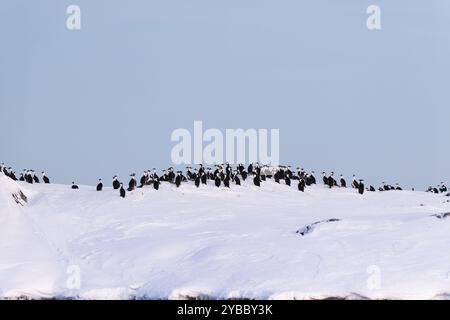 Eine Schar Kormorane, die auf dem Schnee sitzen. Antarktis Stockfoto