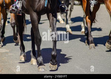 Beine von mehreren Pferden, die auf Asphalt laufen. Sommerpferdeveranstaltung Stockfoto
