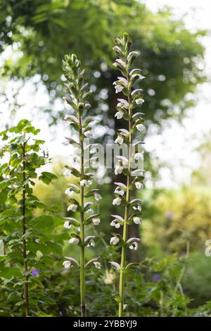 Große, hellrosa Blume, die von der Sonne hinterleuchtet wird Stockfoto