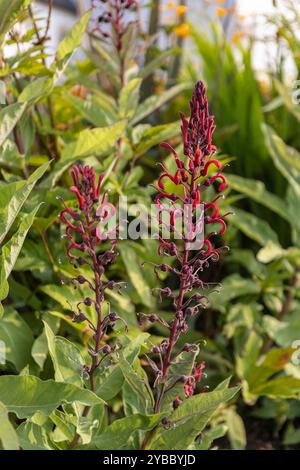 Rote hohe Hütte Gartenblume in Blüte Stockfoto