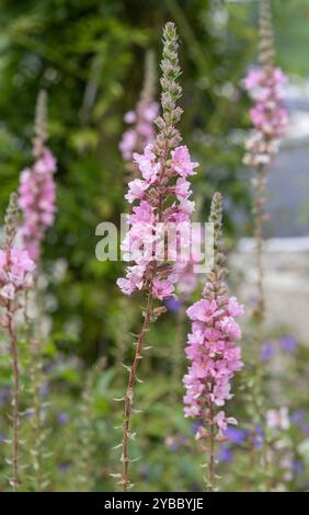 Rosa hohe Blume in voller Blüte im Hüttengarten Stockfoto