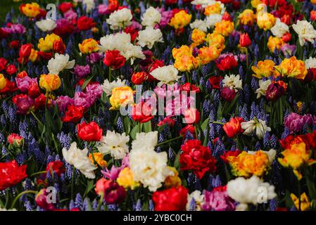 Lebendiges Frühlingsblumenbett mit Tulpen Stockfoto