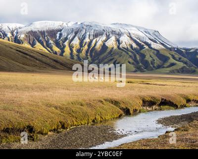 Schafe weiden in der offenen Landschaft, früher Schnee auf Bergketten, entlang der Landmannaleid F225, Fjallabak Nature Reserve, Island Stockfoto