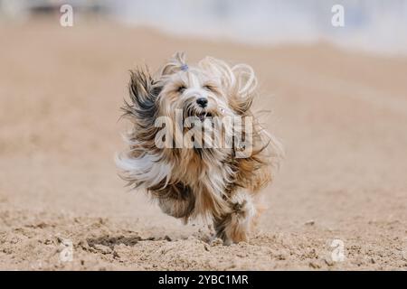 Tibetan Terrier Running Lure Coursing Sprint Dog Sport in Dirt Stockfoto