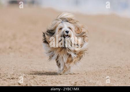 Tibetan Terrier Running Lure Coursing Sprint Dog Sport in Dirt Stockfoto