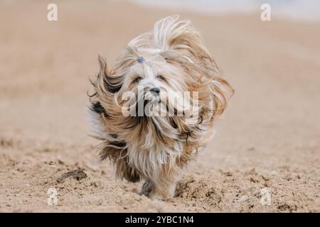 Tibetan Terrier Running Lure Coursing Sprint Dog Sport in Dirt Stockfoto