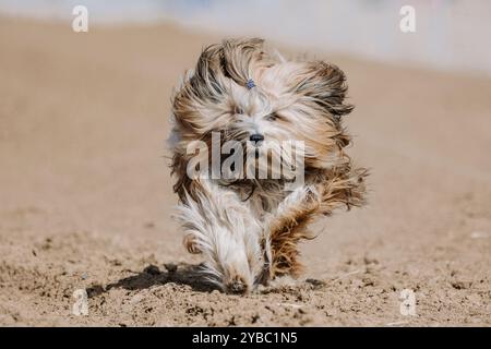 Tibetan Terrier Running Lure Coursing Sprint Dog Sport in Dirt Stockfoto