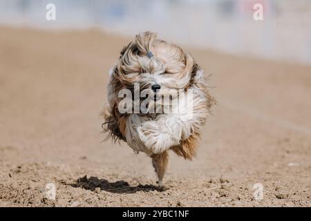 Tibetan Terrier Running Lure Coursing Sprint Dog Sport in Dirt Stockfoto