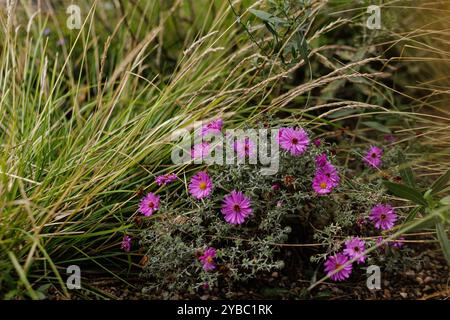 Lila Astern blühen in der Nähe von Ziergras im Garten Karlin, Prag Stockfoto