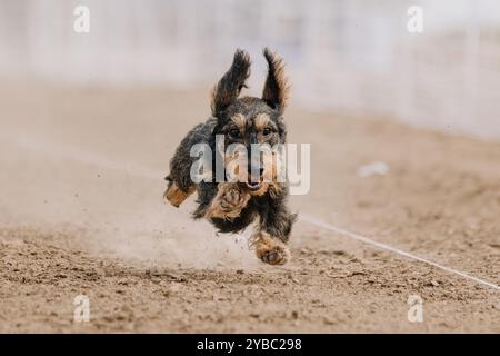 Reinrassiger Dachshund Lauflockenkurs Sprint Dog Sport Stockfoto