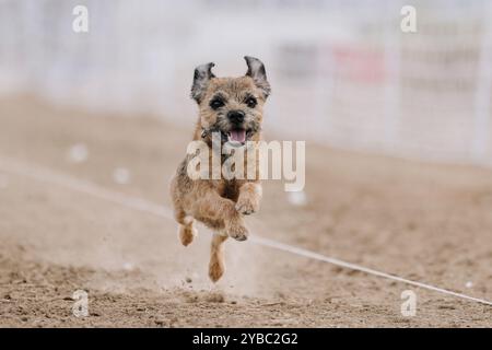 Reinrassiger Border Terrier Running Lure Course Sprint Dog Sport Stockfoto