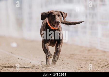 Chocolate Labrador Retriever Lab Running Lure Course Sprint Dog Sport Stockfoto