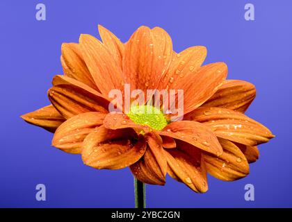 Chrysantheme multiflora Conaco Orange auf blauem Hintergrund Stockfoto