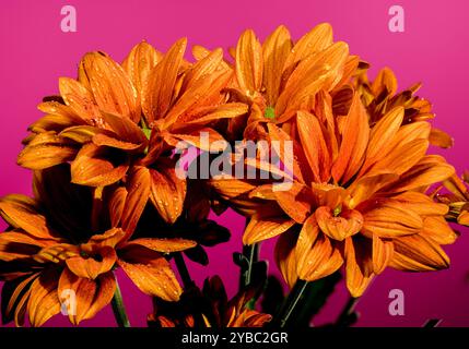 Chrysantheme multiflora Conaco Orange auf rosa Hintergrund Stockfoto