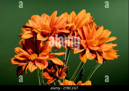 Chrysantheme multiflora Conaco Orange auf grünem Hintergrund Stockfoto