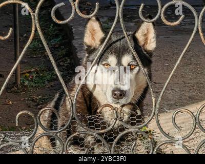 Porträt des niedlichen Guardian at the Forged Gate: Alaska Malamute und Sibirische Husky Mixed Breed Stockfoto