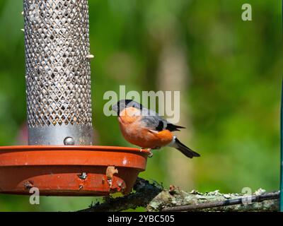 Eurasischer Gimpel Pyrrhula Pyrrhula pyrrhula Männchen füttert Sonnenblumenherzen von einem Vogelfutterhäuschen in einem Garten, New Forest National Park, Hampshire, England, Großbritannien Stockfoto