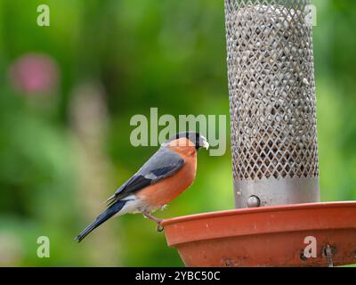 Eurasischer Gimpel Pyrrhula Pyrrhula pyrrhula Männchen füttert Sonnenblumenherzen von einem Vogelfutterhäuschen in einem Garten, New Forest National Park, Hampshire, England, Großbritannien Stockfoto