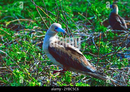 Der Rotschuhn sula sula sitzt in einem Busch, Isla Genovesa, Galapagos-Inseln, Ecuador Stockfoto