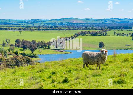 Ein einsames Schaf auf einem Hügel oberhalb des Carcoar Lake and Dam im zentralen Westen von New South Wales, Australien Stockfoto