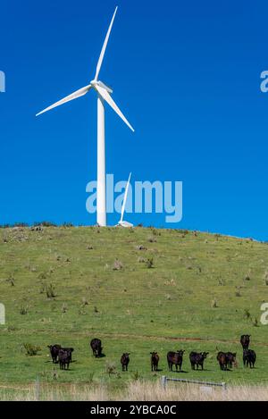 Rinder weiden auf einem Hügel unterhalb einer Windturbine, die Teil der 2000 in Betrieb genommenen Blayney Wind Farm in Central West, New South Wales ist Stockfoto