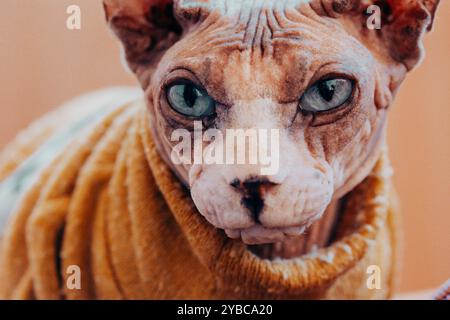 Nahporträt einer haarlosen kanadischen Sphinxkatze mit blauen Augen und direktem Blick. Felines Haustier in warmgelbem Pullover. Ernsthafter Katzenmaulkorb. Sphynx Katze. Stockfoto