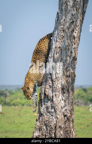 Weibliche Leoparde klettert im Grasland auf einen Baum Stockfoto