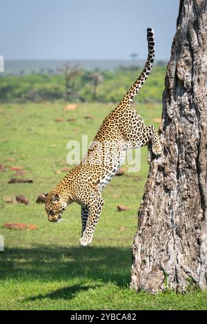 Weibliche Leoparde, die im Grasland einen Baum hinunterklettert Stockfoto