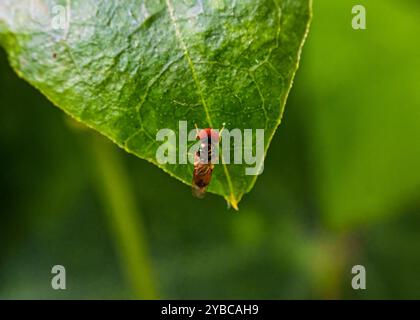 Kleine Fliege mit großen Augen oder Pipunculus sp auf grünem Blatt im tropischen Garten Stockfoto