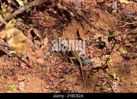 Die dreiäugige Eidechse (Chalarodon madagascariensis) ist eine in Madagaskar endemische Eidechse. Dieses Foto wurde im Zombitse-Vohibasia-Nationalpark in Atsimo-an aufgenommen Stockfoto