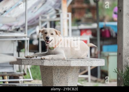Fröhlicher weißer flauschiger Hund, der sich bequem auf Steintisch liegend und mit Blick auf die Kamera vor dem Haus Stockfoto